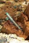 image of screw