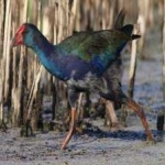image of bird