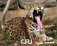 image of jaguar_car