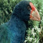 image of bird