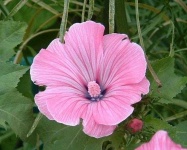 image of flower