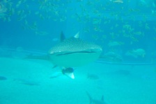 image of shark #1