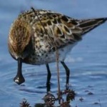 image of bird