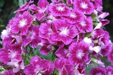 image of flower