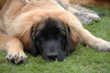 image of animal