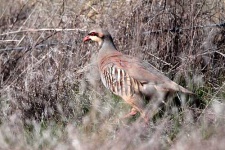 image of partridge