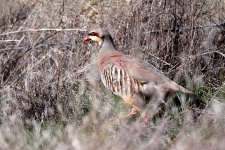 image of partridge #24