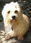 image of dandie_dinmont