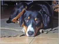 image of entlebucher
