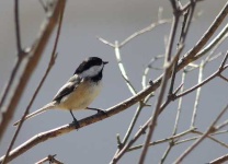image of chickadee