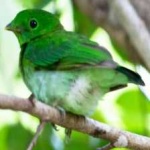 image of bird