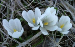 image of flower