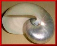 image of nautilus