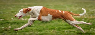 image of ibizan_hound