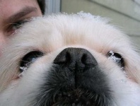 image of pekinese