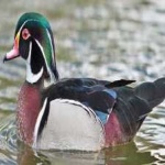 image of teal_duck #10