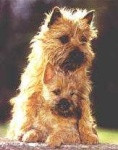 image of dandie_dinmont