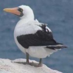 image of bird