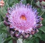 image of artichoke_flower #4