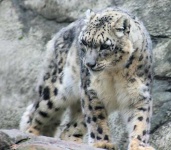 image of snow_leopard