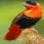 image of bird