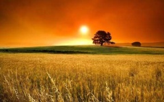 image of sunny