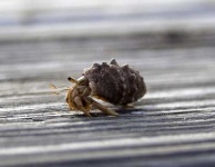 image of hermit_crab
