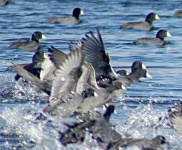 image of american_coot