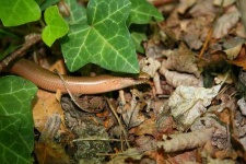 image of thunder_snake