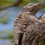 image of bird