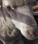 image of animal