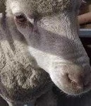 image of sheep_face #14