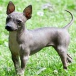 image of animal