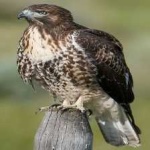 image of bird