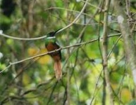 image of jacamar