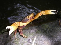 image of animal
