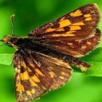 image of animal