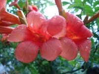 image of flower