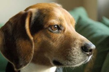 image of beagle