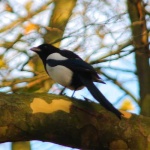 image of magpie