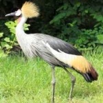 image of bird