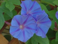 image of flower