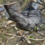 image of bird