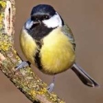 image of bird