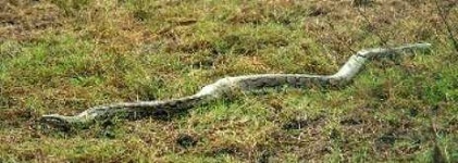 image of rock_python