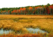 image of hay