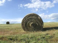 image of hay