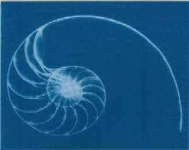 image of nautilus