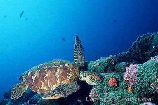 image of animal