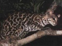 image of animal